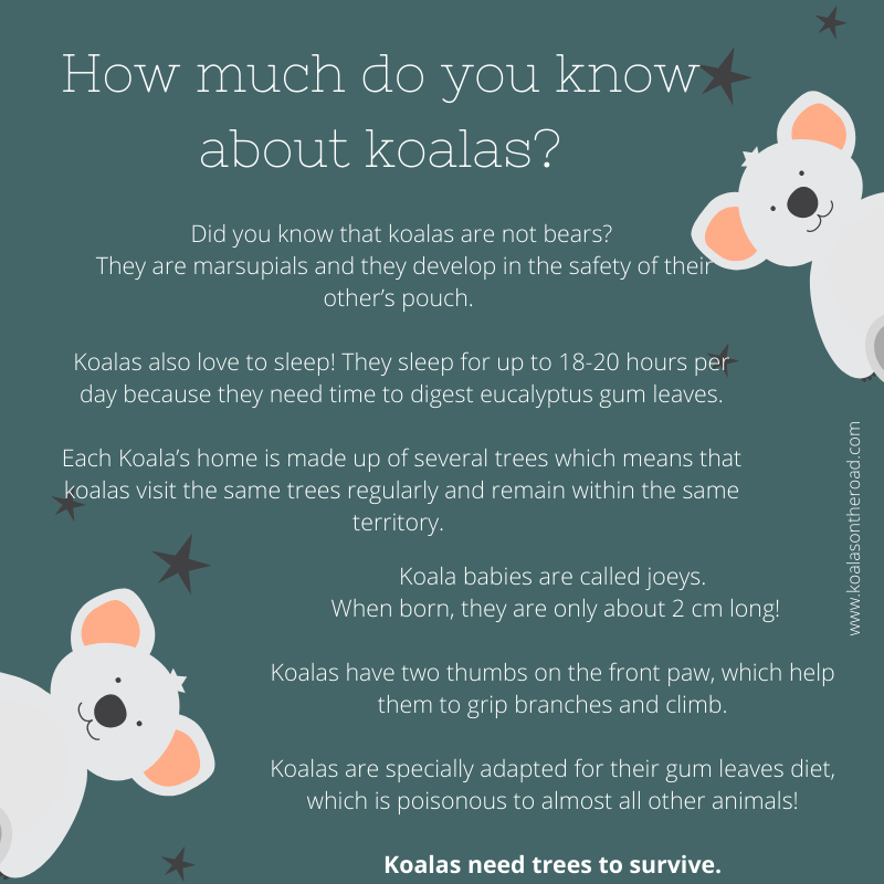 koalas on. the road - how much do you know about koalas